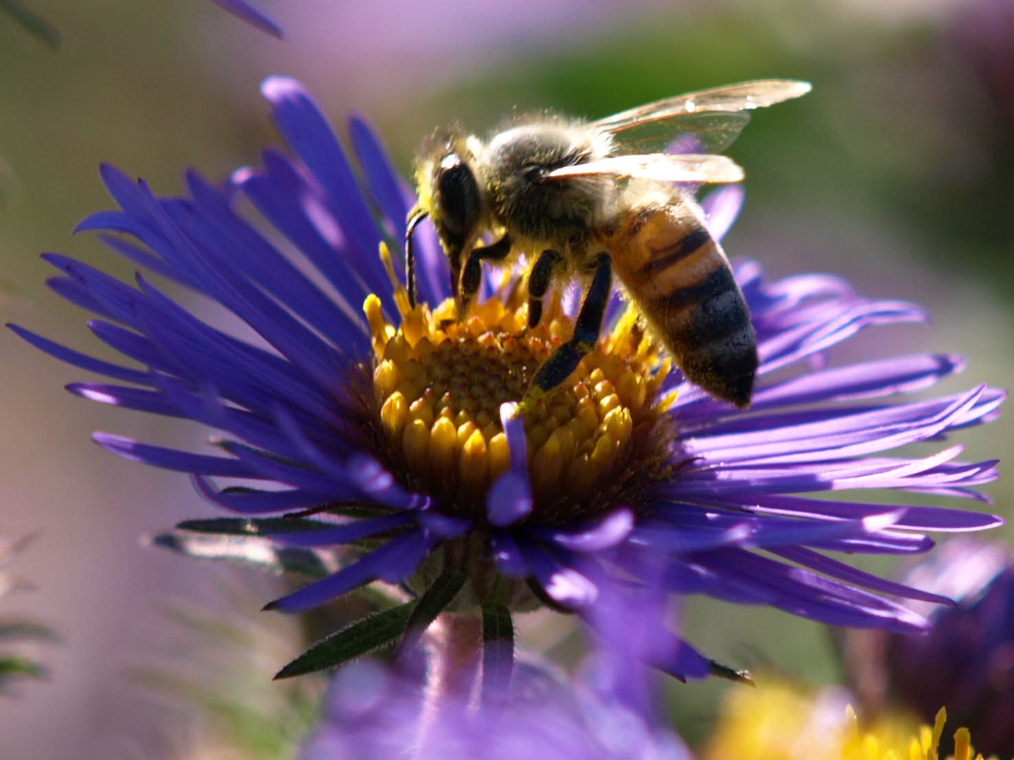A abelha e o beija flor | Marquinhos Ribeiro